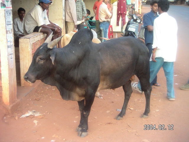 Indien 104.jpg